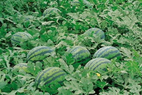 买花吃瓜视频素材大全高清,高清素材大全带你领略视觉盛宴