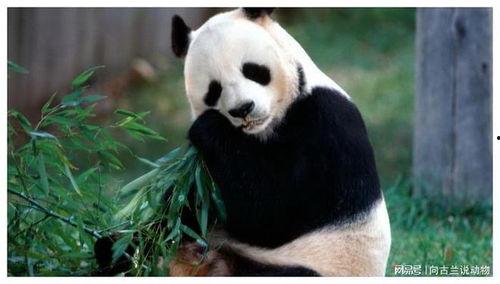 国宝熊猫吃方瓜视频播放,方瓜美食引网友热议