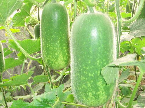 茄瓜坏了还可以吃吗视频,茄瓜变质后还能食用吗？专家揭秘保存与食用技巧