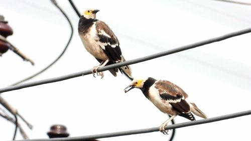 八哥鸟吃方瓜吗好吗视频,一场奇妙的味蕾冒险