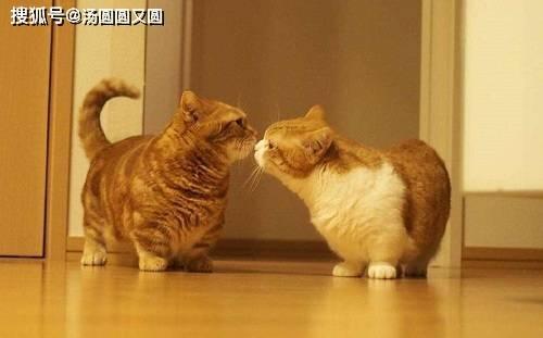 猫吃贝贝瓜粥会死吗视频,揭秘潜在致命风险