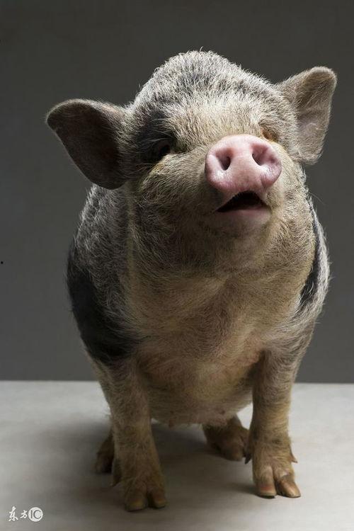 小猪吃瓜会冒屎吗视频播放,揭秘吃瓜小猪的“排泄”秘密