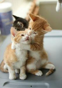 儿童猫咪吃瓜动画视频,儿童猫咪欢乐吃瓜大作战