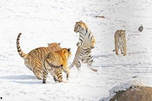 猛虎吃瓜最新视频,揭秘最新视频背后的热点事件与幕后真相