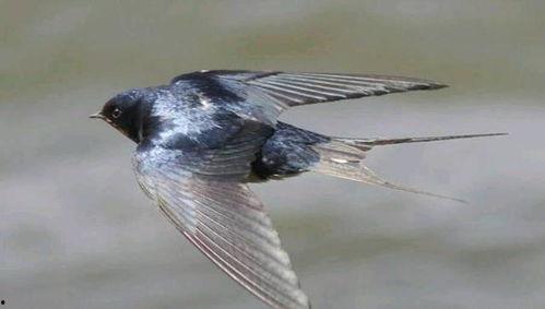 吃燕子的瓜原视频,揭秘“吃燕子瓜”背后的惊人真相！