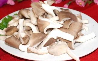 龙瓜菇怎么吃最好吃视频