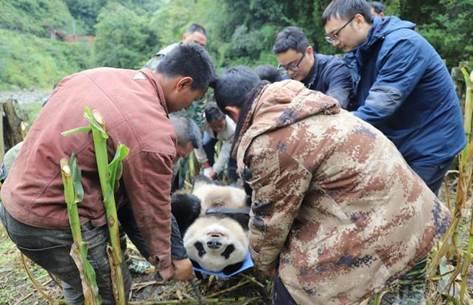 峨边县吃瓜事件视频播放,网络热议背后的真相与反思